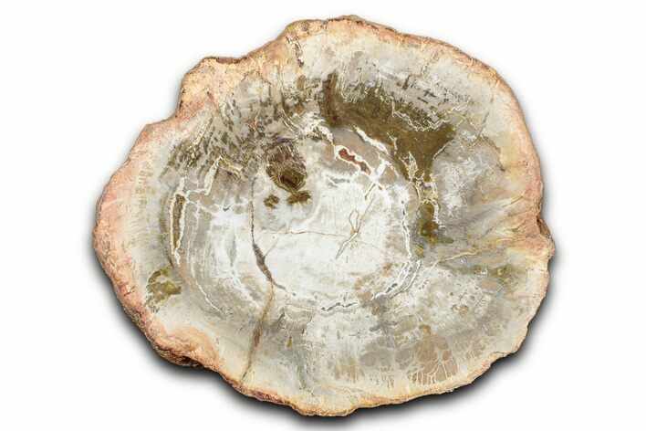 Polished Petrified Wood (Araucaria) Round - Madagascar #344665